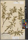 Foto von Salix alba L. x Salix fragilis L.